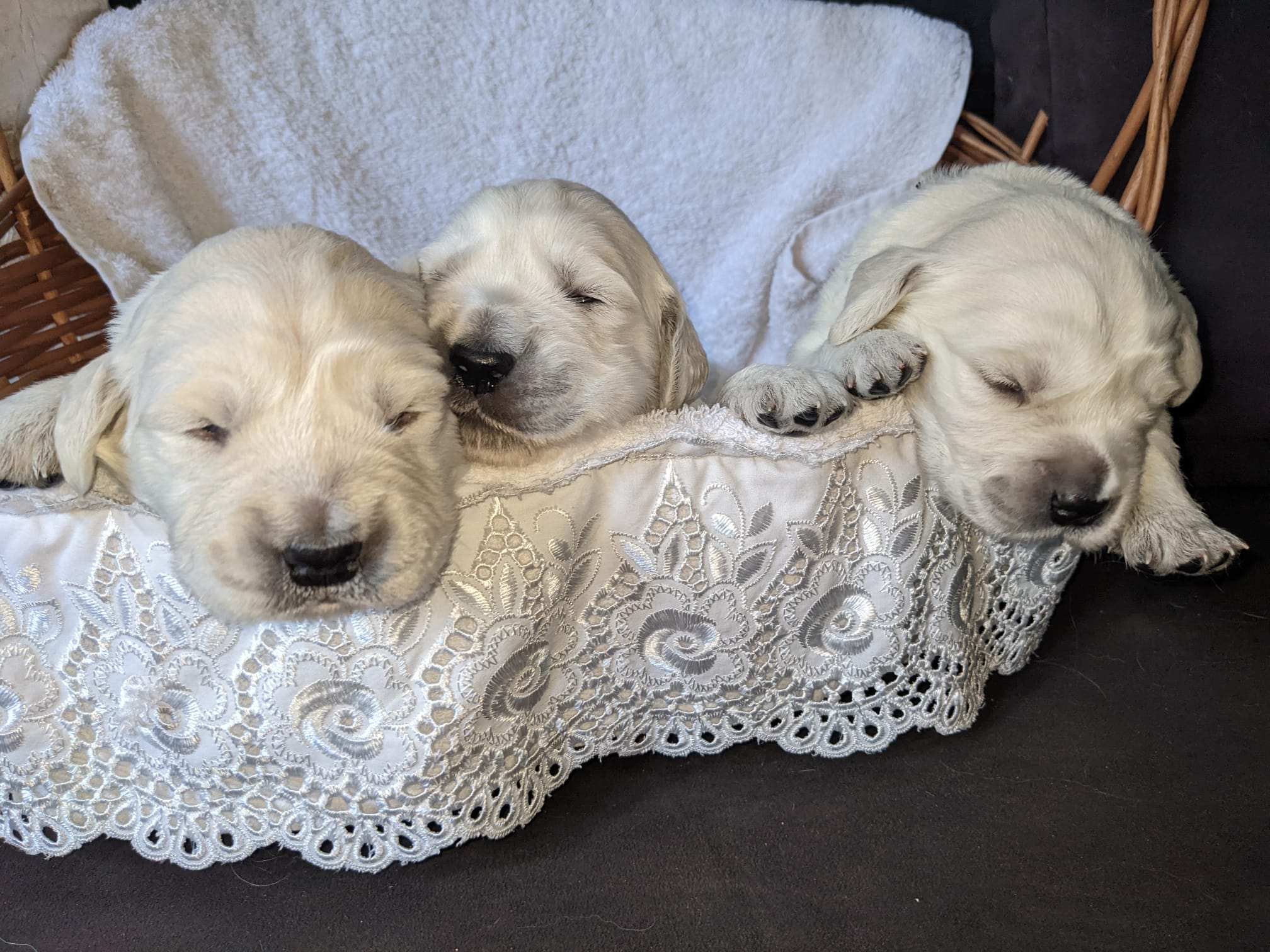 Golden-Retriever-Bremen