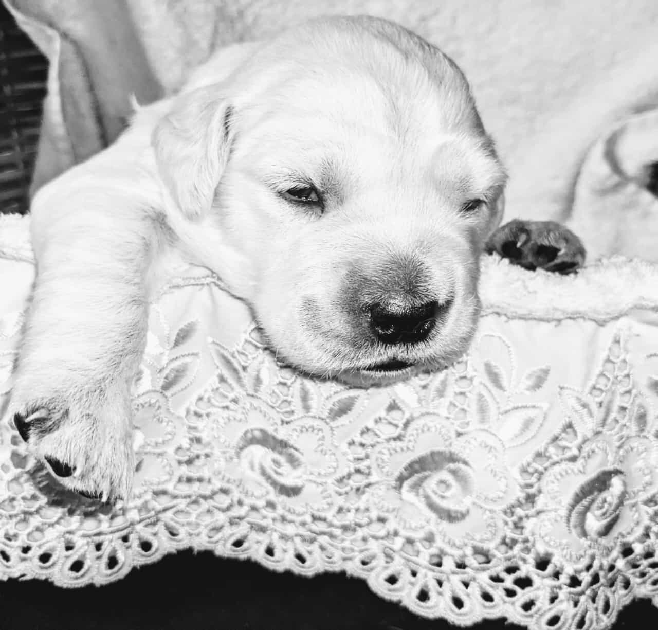 Golden-Retriever-Bremen