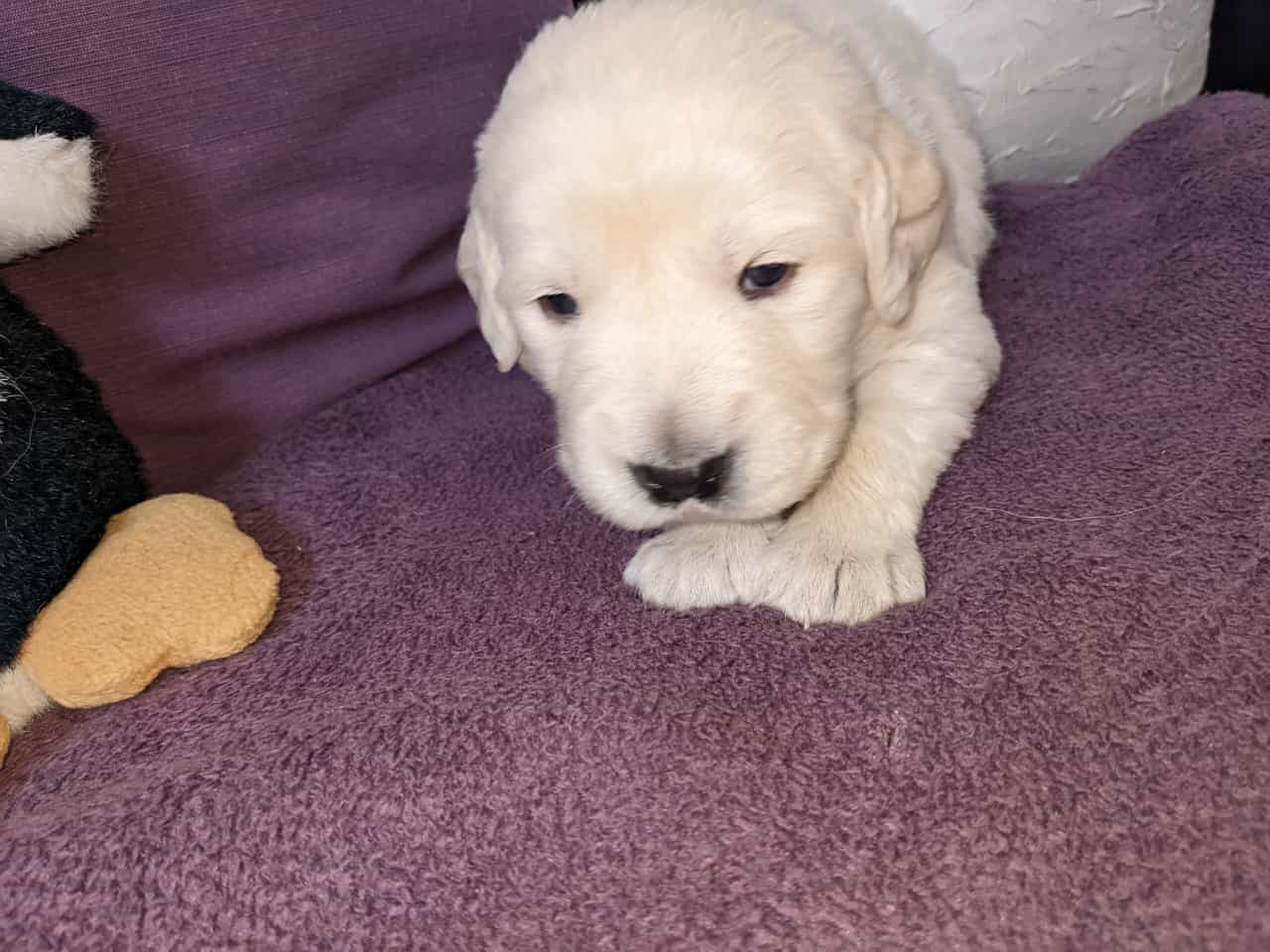 Golden-Retriever-Bremen