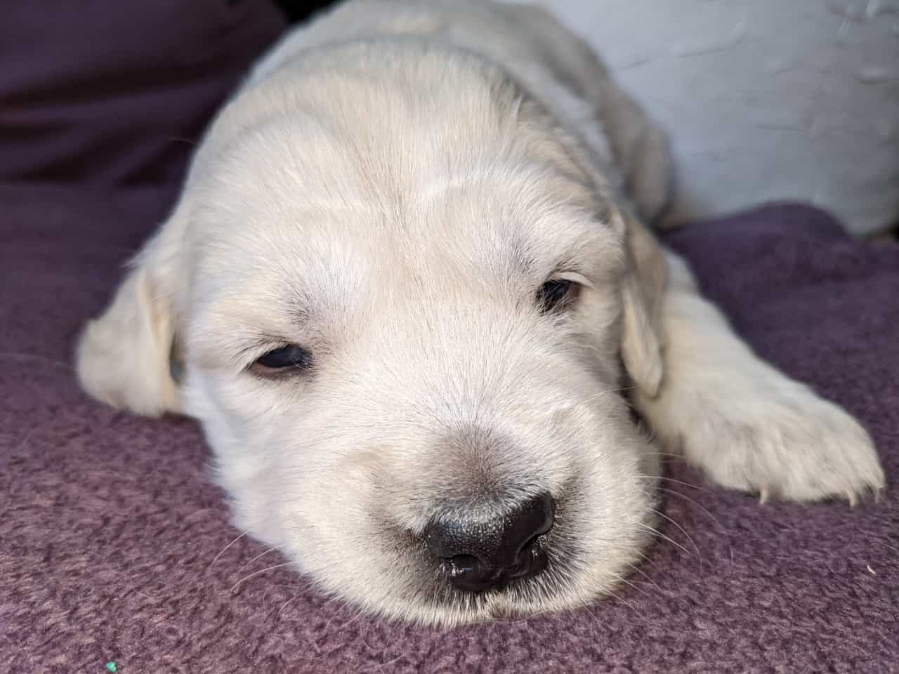 Golden-Retriever-Bremen
