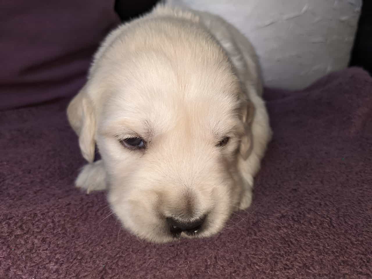 Golden-Retriever-Bremen