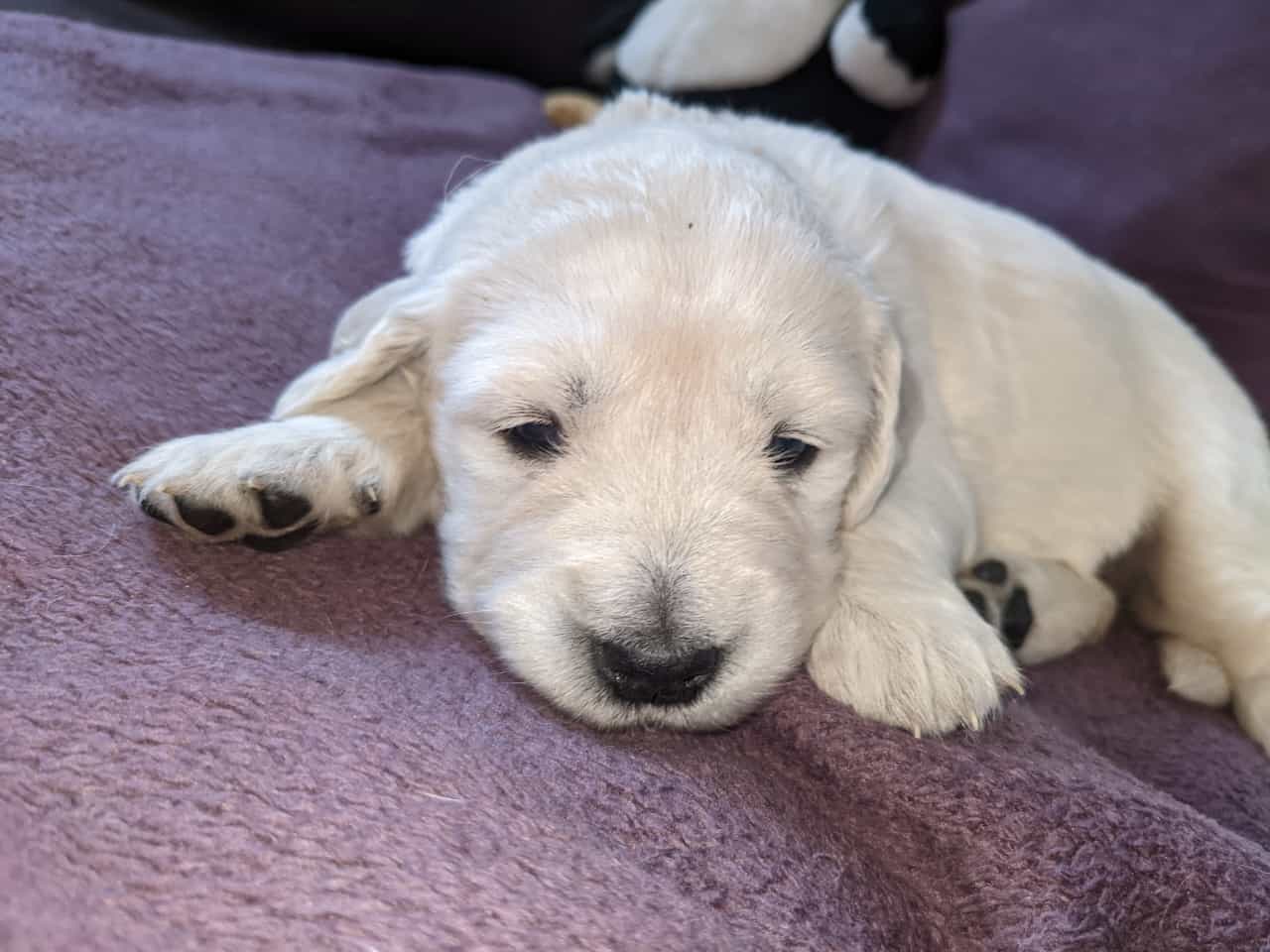 Golden-Retriever-Bremen