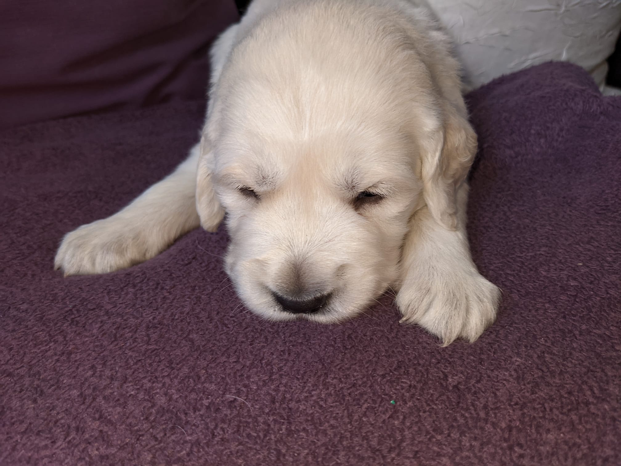 Golden-Retriever-Bremen