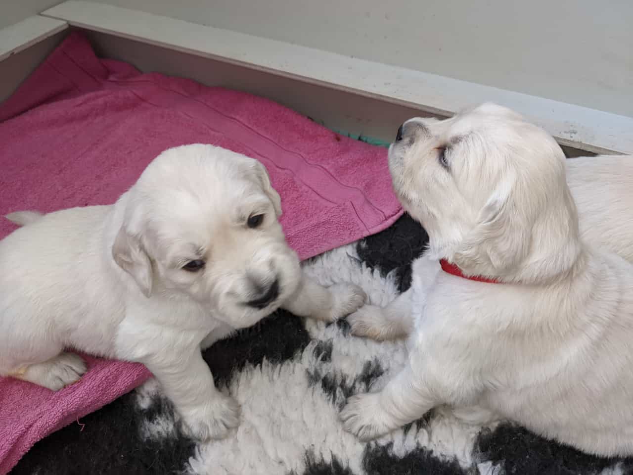 Golden-Retriever-Bremen