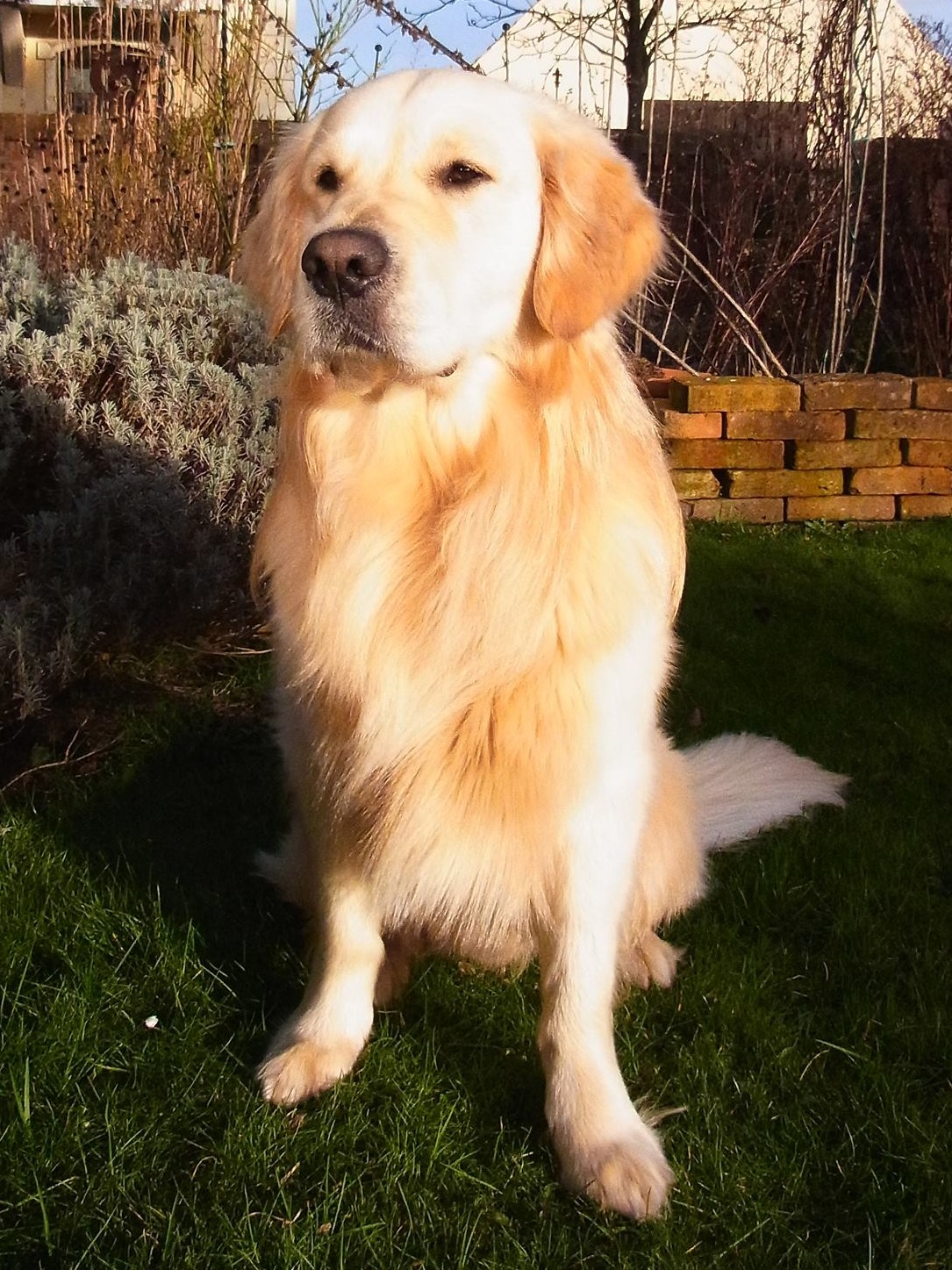 Golden-Retriever-Bremen