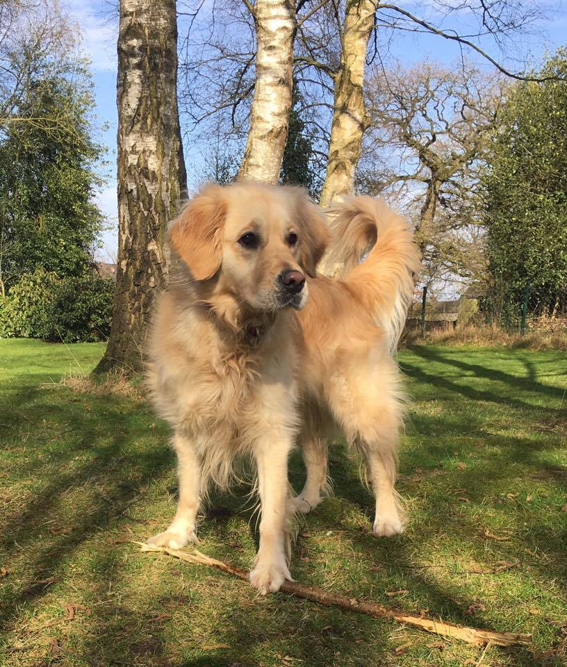 Golden-Retriever-Bremen