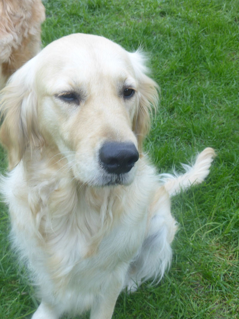 Golden-Retriever-Bremen