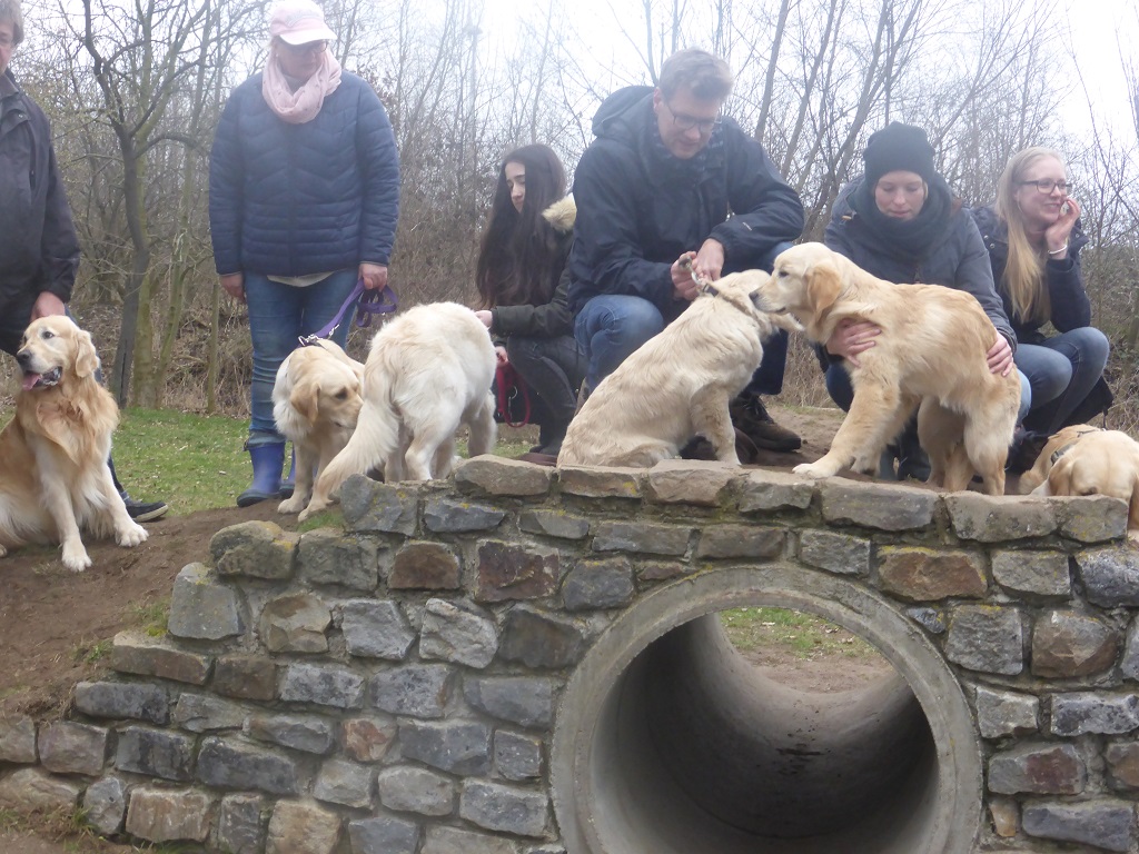 Golden-Retriever-Bremen