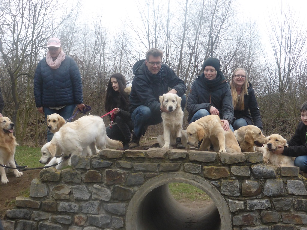 Golden-Retriever-Bremen