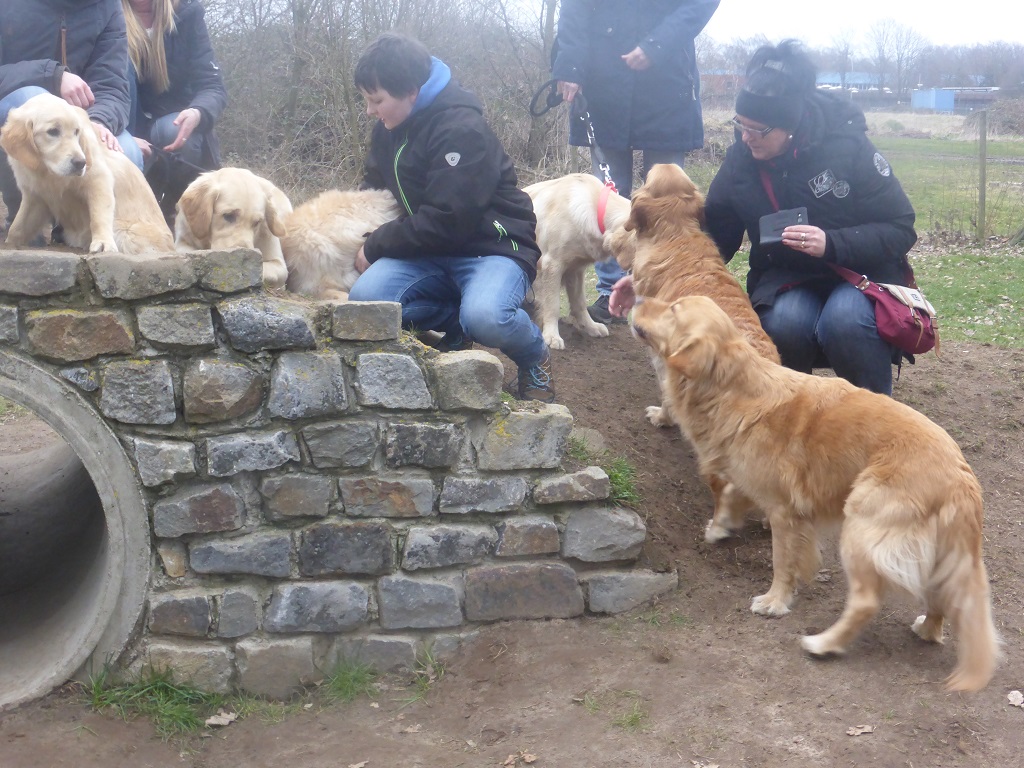 Golden-Retriever-Bremen