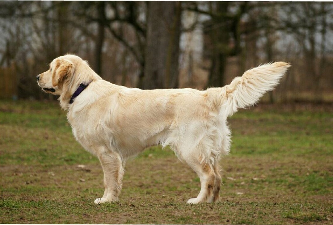Golden-Retriever-Bremen