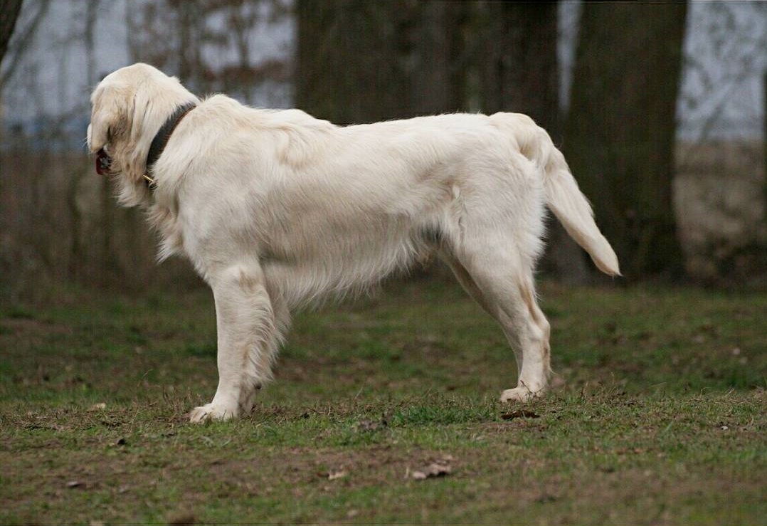 Golden-Retriever-Bremen