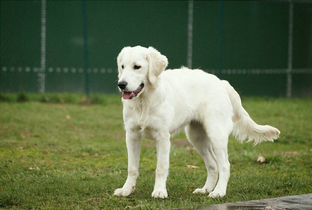 Golden-Retriever-Bremen