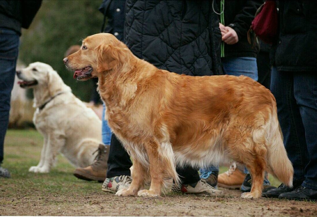 Golden-Retriever-Bremen