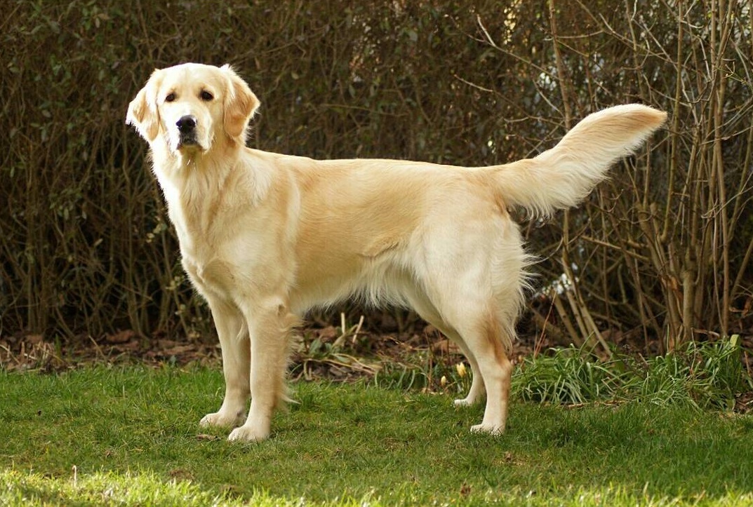 Golden-Retriever-Bremen