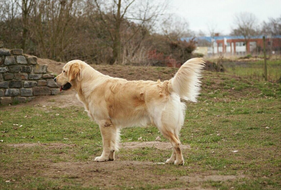 Golden-Retriever-Bremen