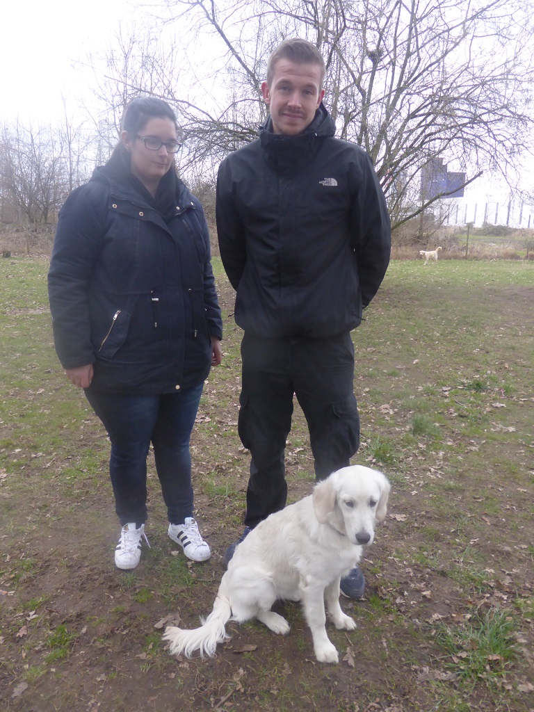 Golden-Retriever-Bremen