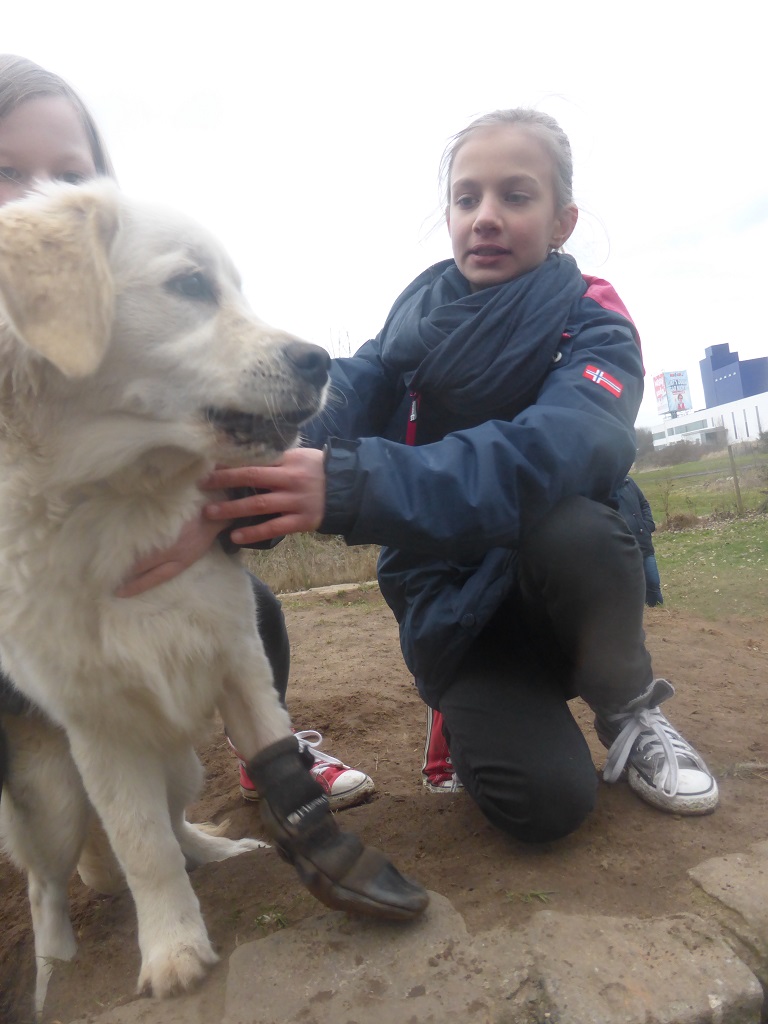 Golden-Retriever-Bremen