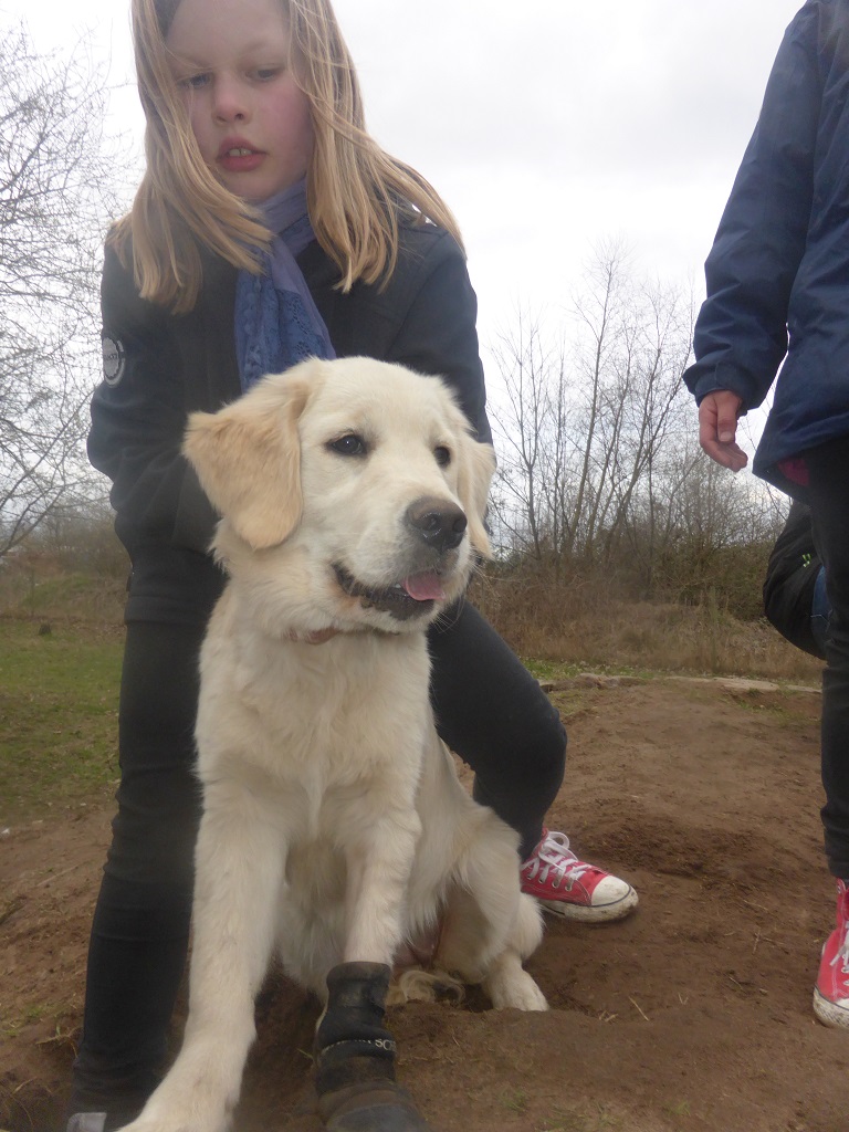 Golden-Retriever-Bremen