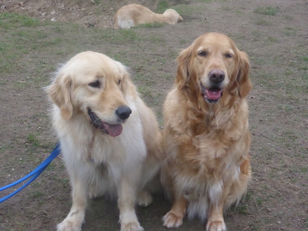 Golden-Retriever-Bremen