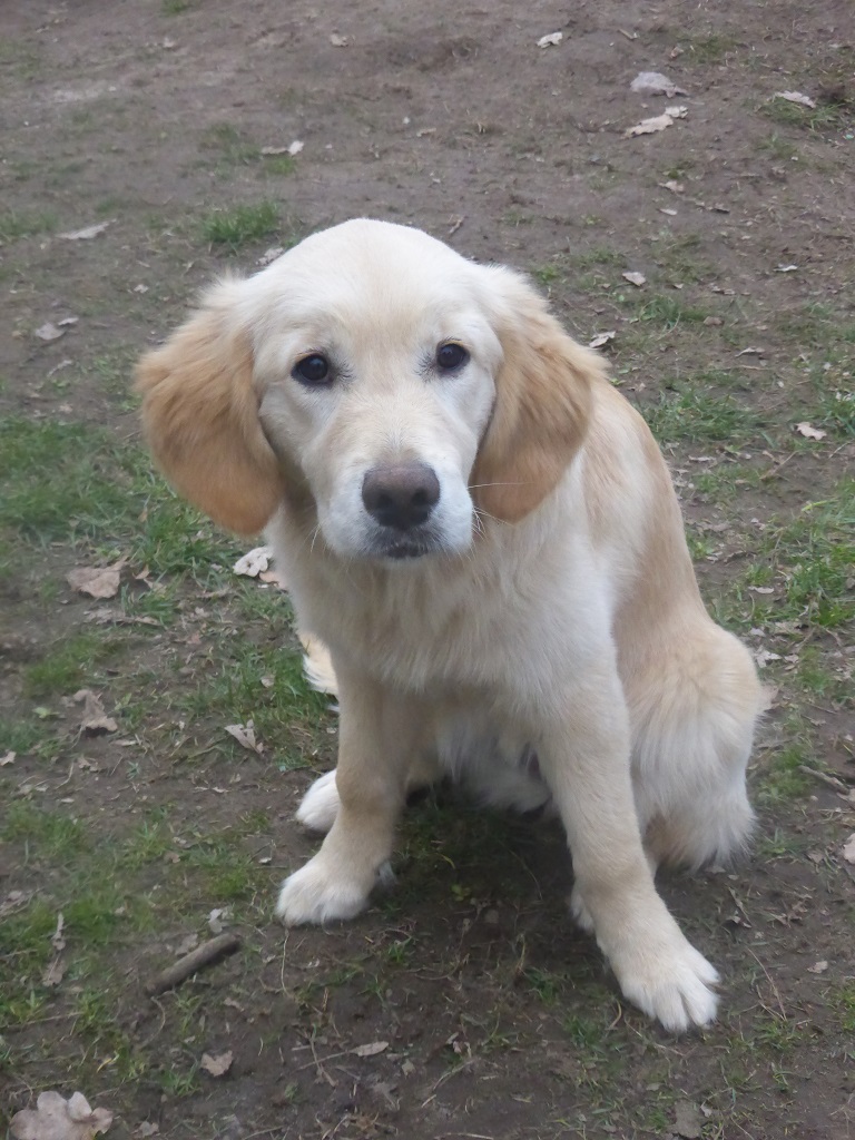 Golden-Retriever-Bremen