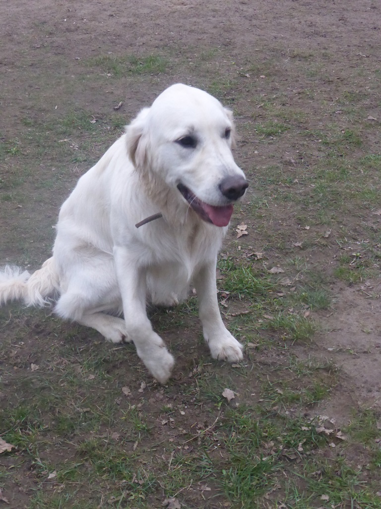 Golden-Retriever-Bremen