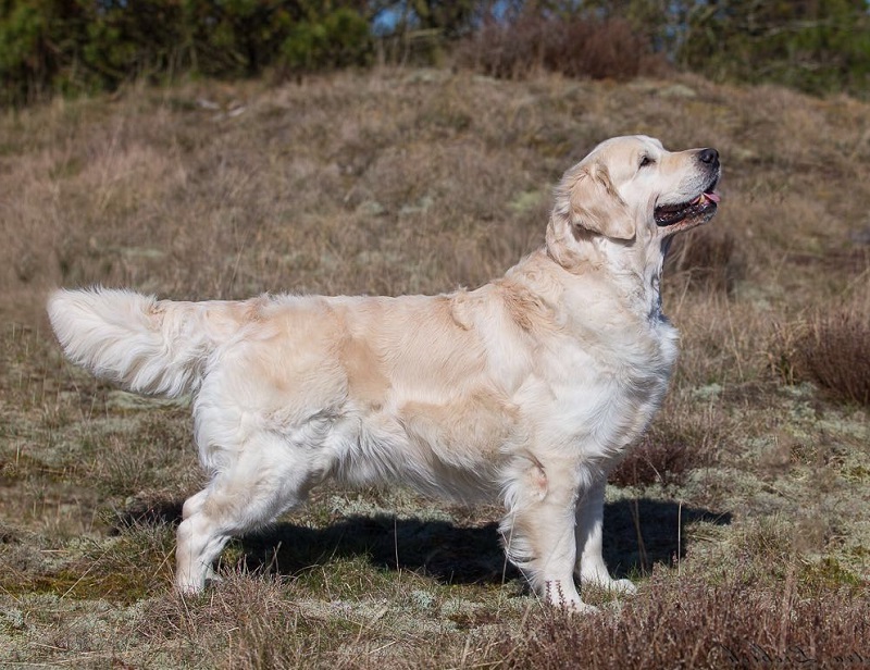 Golden-Retriever-Bremen