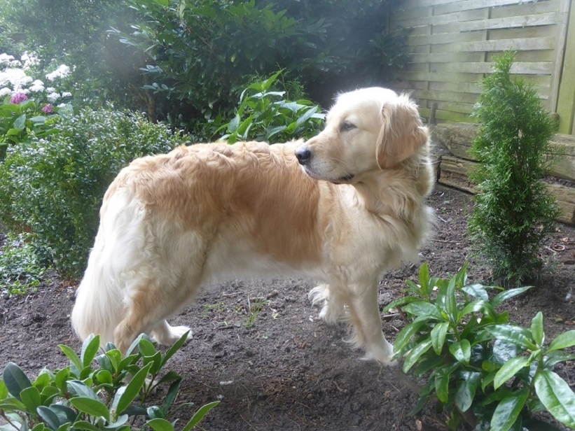 Golden-Retriever-Bremen