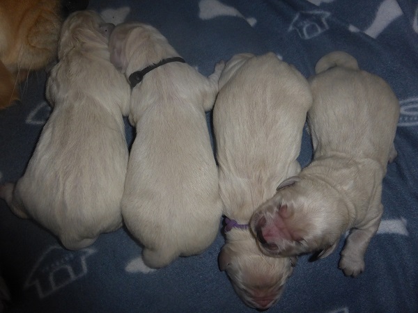 Golden-Retriever-Bremen