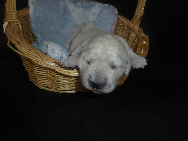 Golden-Retriever-Bremen
