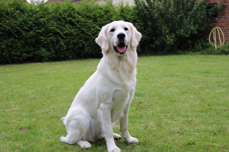 Golden-Retriever-Bremen