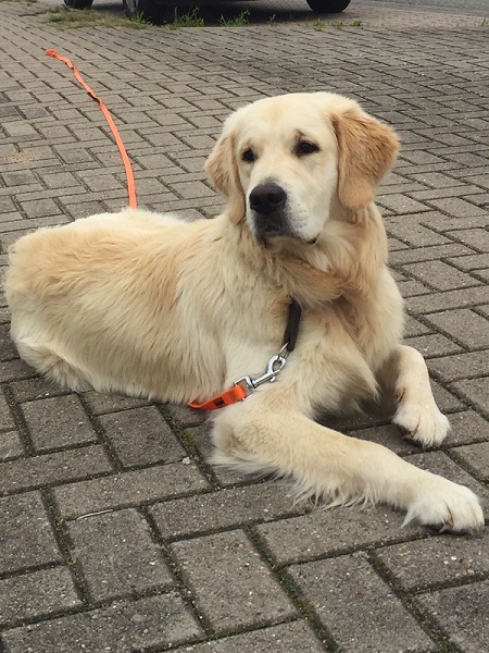 Golden-Retriever-Bremen