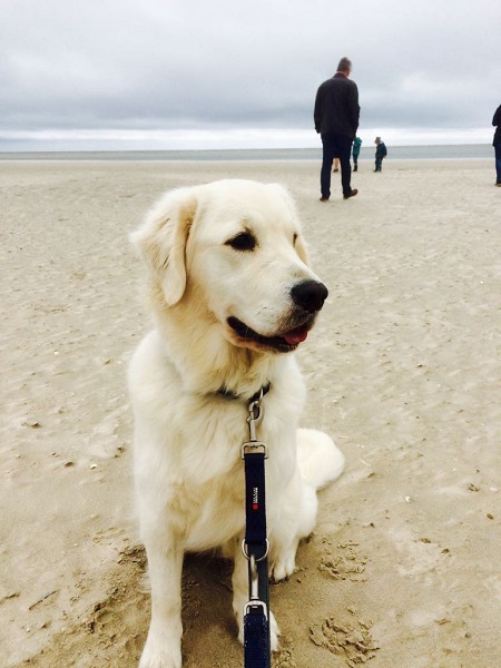 Golden-Retriever-Bremen