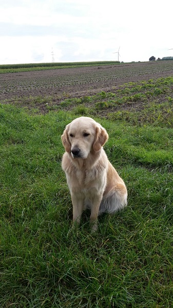 Golden-Retriever-Bremen