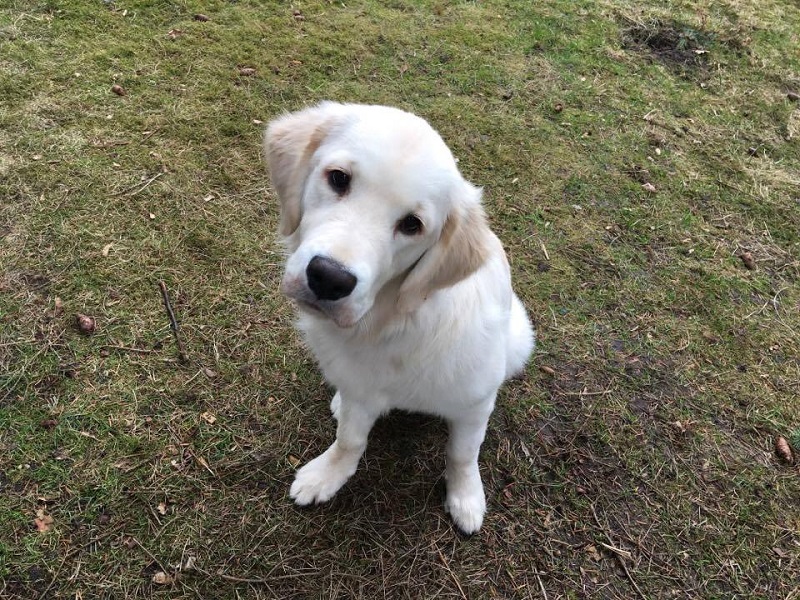 Golden-Retriever-Bremen