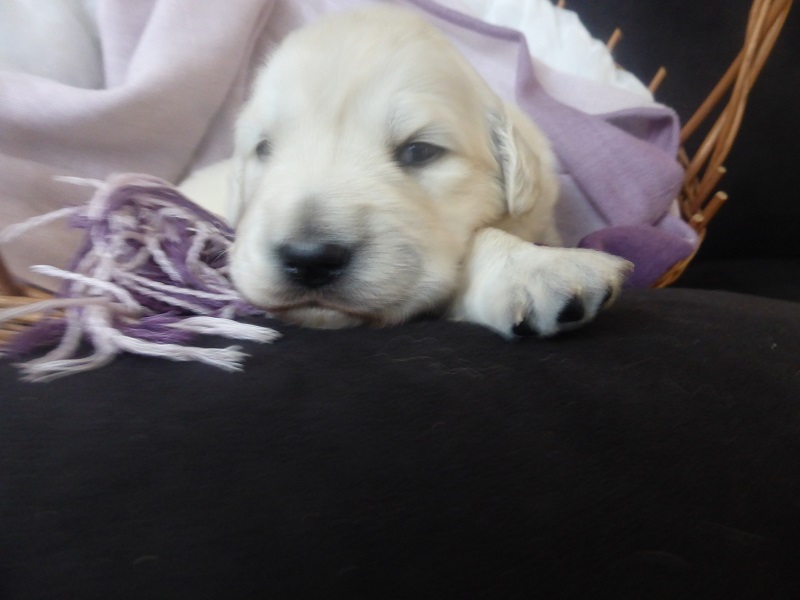 Golden-Retriever-Bremen