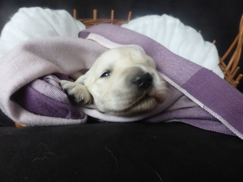 Golden-Retriever-Bremen