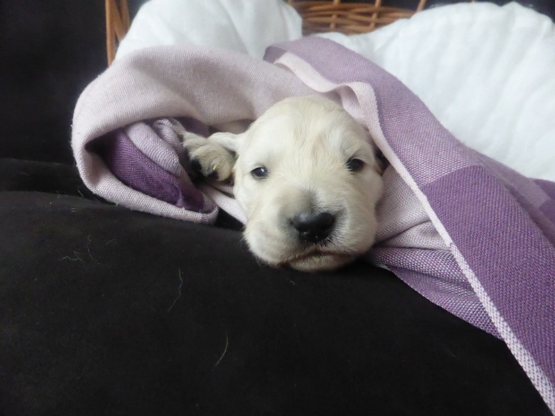 Golden-Retriever-Bremen
