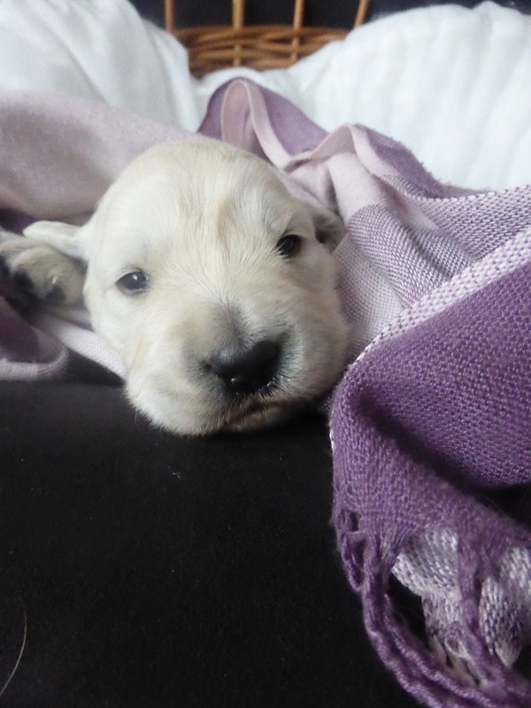 Golden-Retriever-Bremen