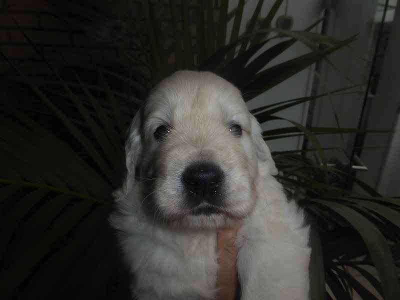 Golden-Retriever-Bremen