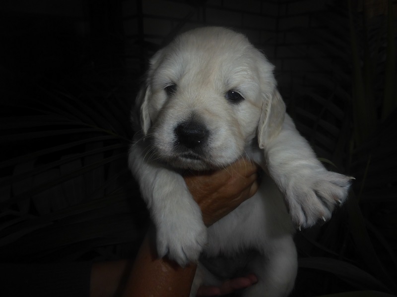 Golden-Retriever-Bremen