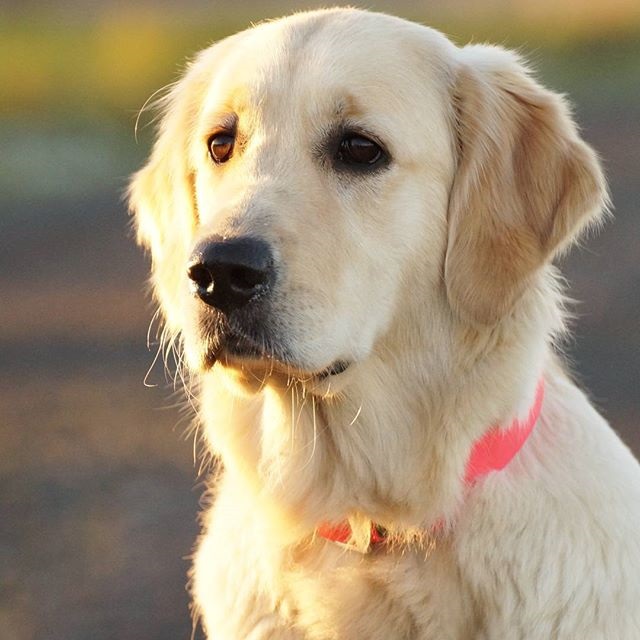 Golden-Retriever-Bremen