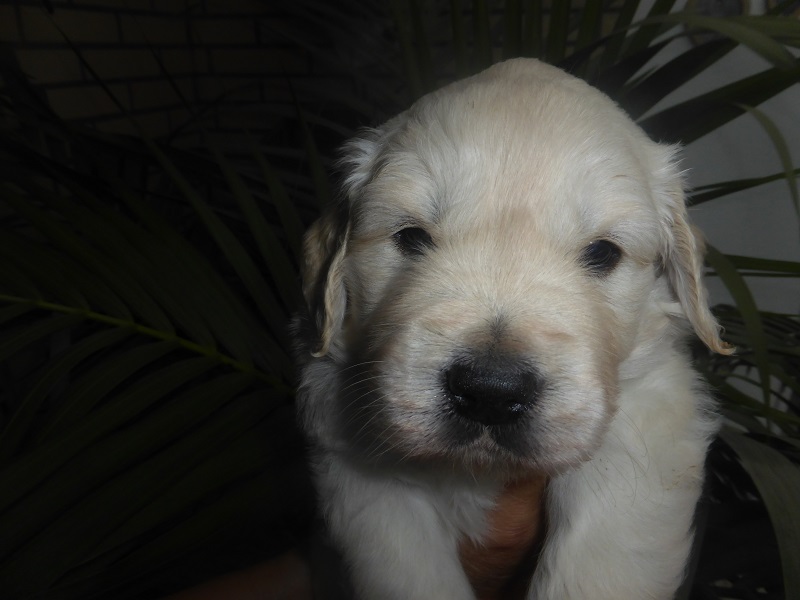 Golden-Retriever-Bremen