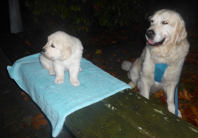 Golden-Retriever-Bremen
