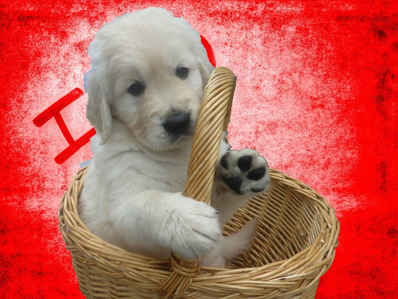 Golden-Retriever-Bremen