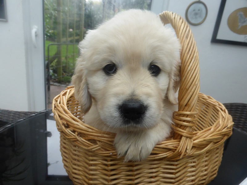 Golden-Retriever-Bremen
