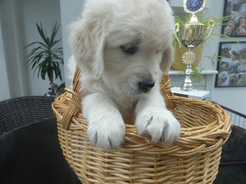 Golden-Retriever-Bremen
