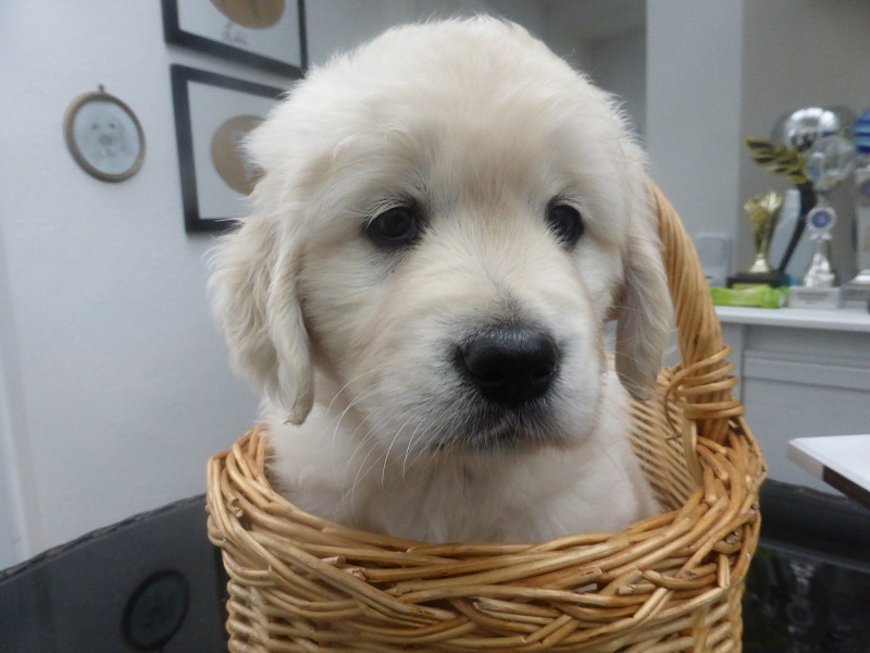 Golden-Retriever-Bremen