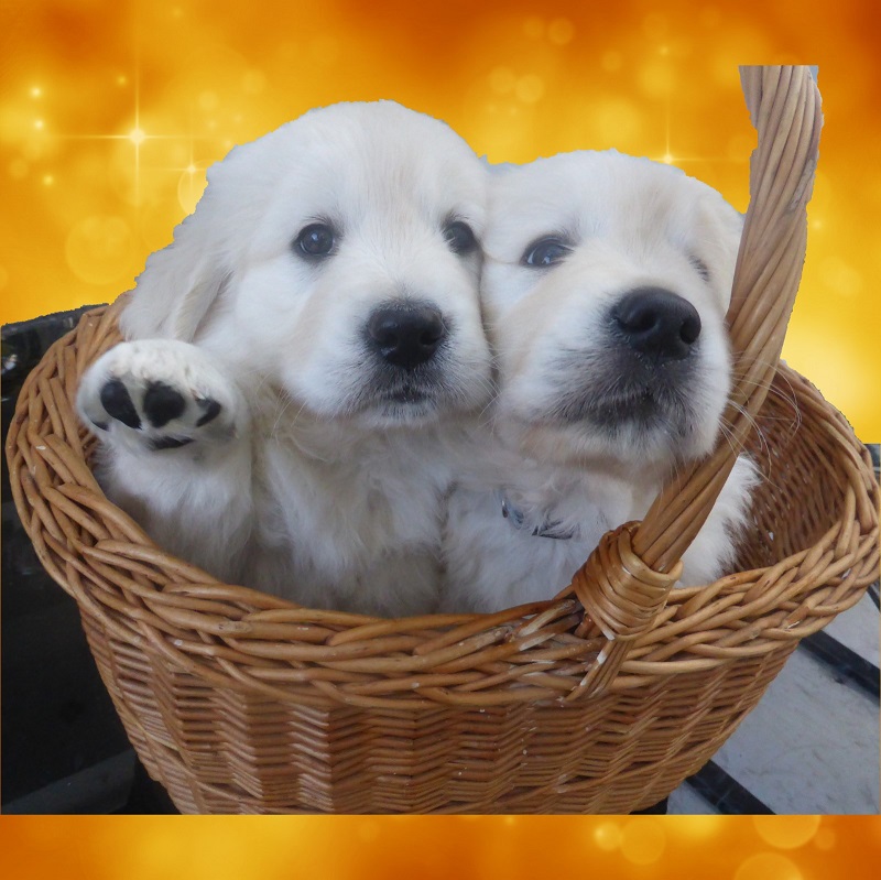 Golden-Retriever-Bremen
