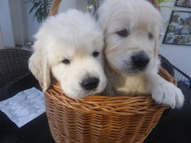 Golden-Retriever-Bremen